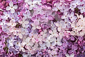 Floral background of ÃÂolorful tiny flowers of Lilac. Flat lay. Top view